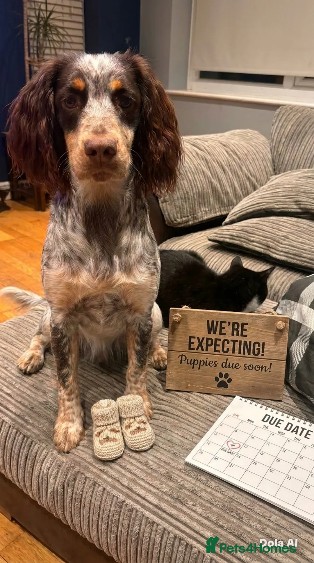 Sprocker dogs for sale: 6 English springer spaniel cross border spaniels  - Advert 1