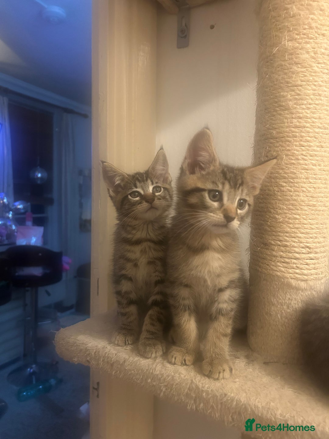 Maine Coon cats for sale: Beautiful tabby Maine Coon X kittens  - Image 10