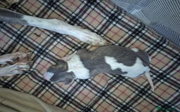 Whippet dogs for sale: KC Reg Whippet Puppy Blue & White Boy - Image 5