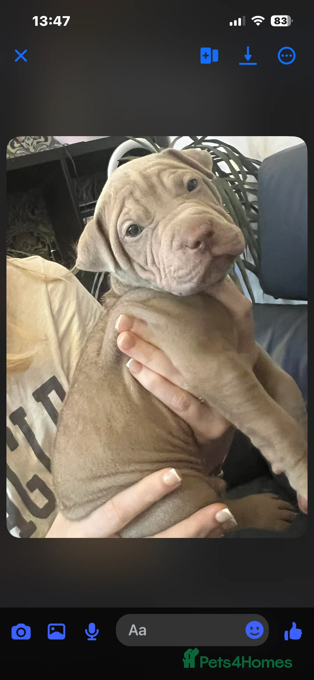 Mixed Breed dogs for sale: Shar pei x pocket bully - Advert 18