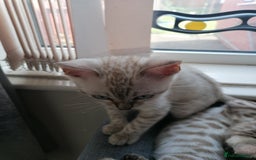 Bengal cats for sale: Stunning snow bengals - Image 7