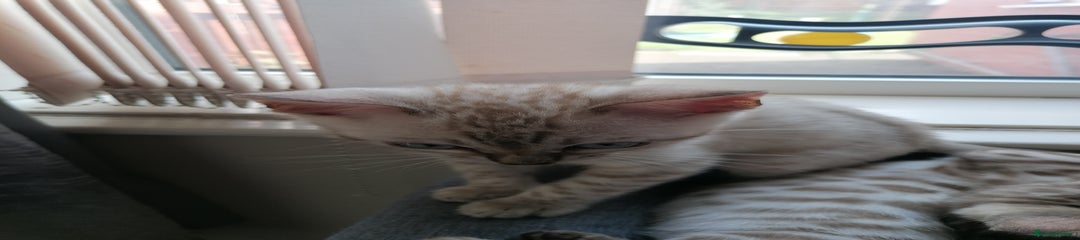 Bengal Kitten 1