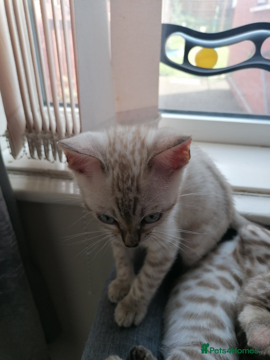 Bengal cats for sale: Stunning snow bengals - Image 7