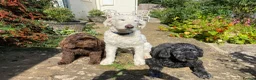 Goldendoodle dogs for sale: Cotswold Miniature/Toy Goldendoodles, All Colours - Advert 14