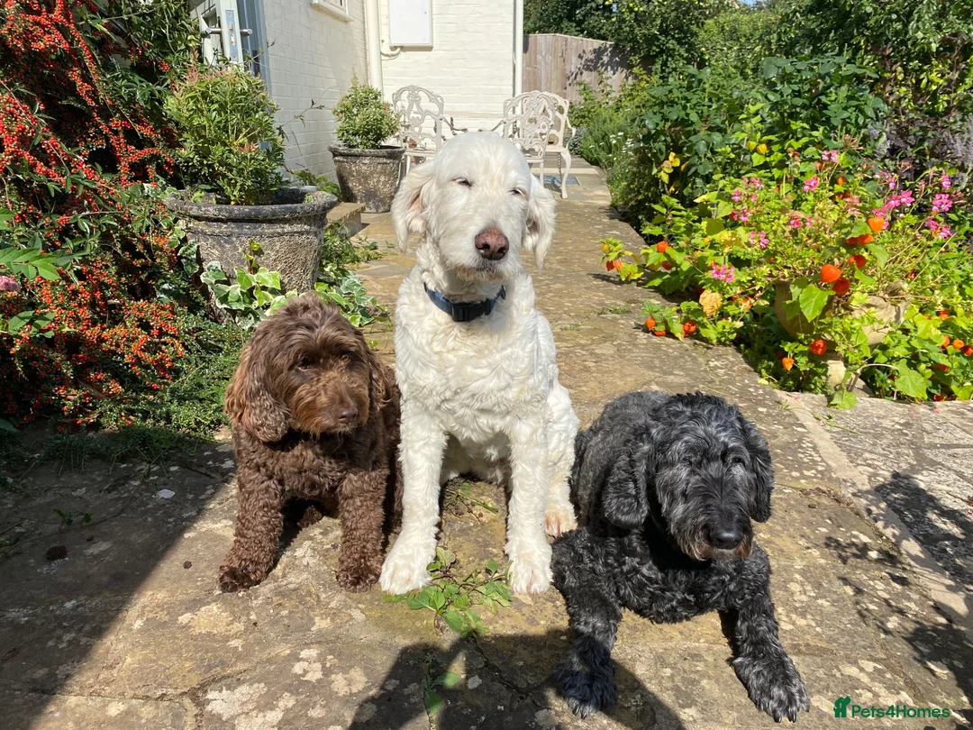 Goldendoodle dogs for sale: Cotswold Miniature/Toy Goldendoodles, All Colours - Advert 14