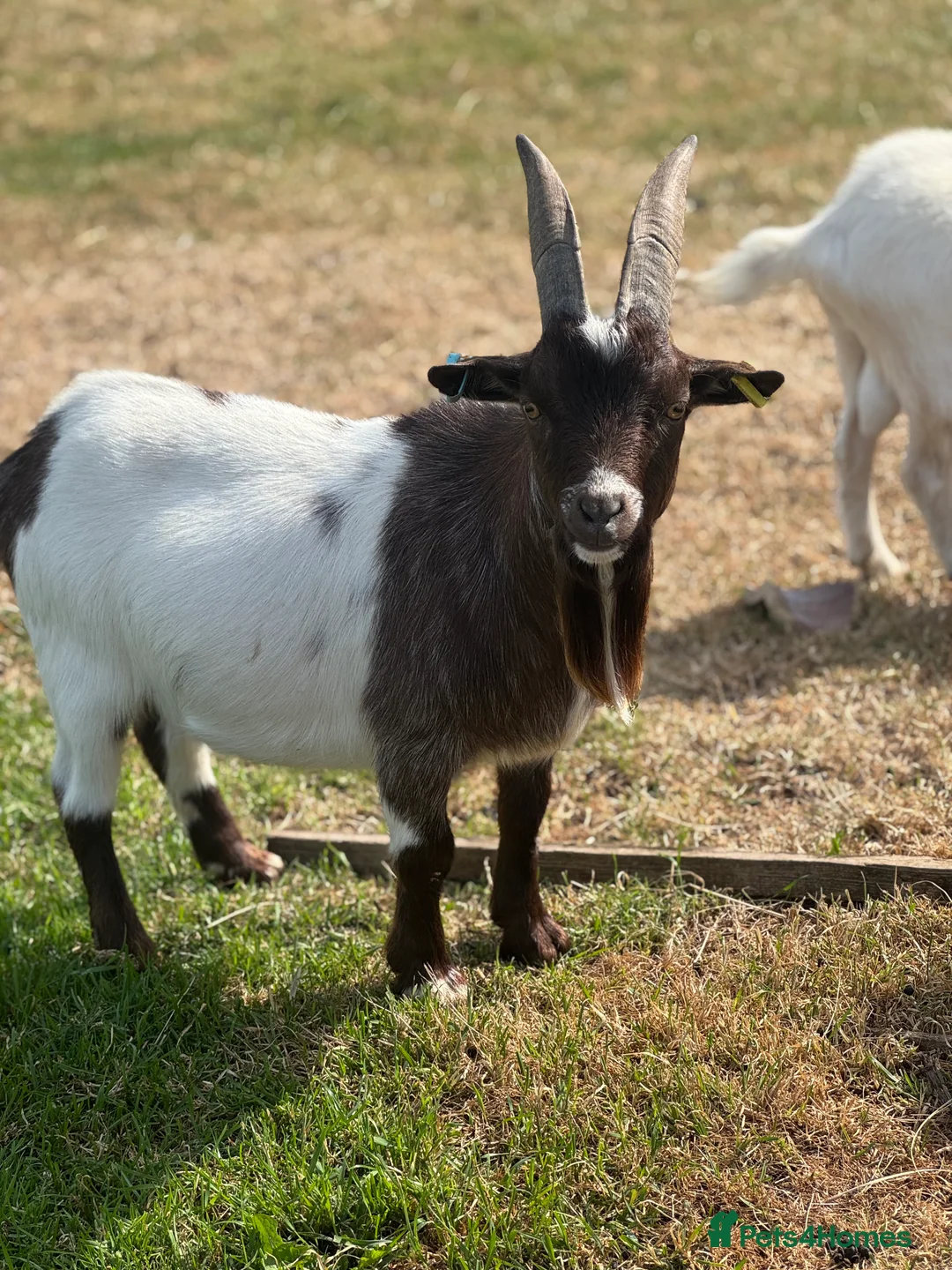 Goats livestock for sale: Proven Pygmy Billy for sale - Advert 1