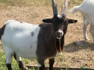 Goats livestock Proven Pygmy Billy for sale - Advert 5