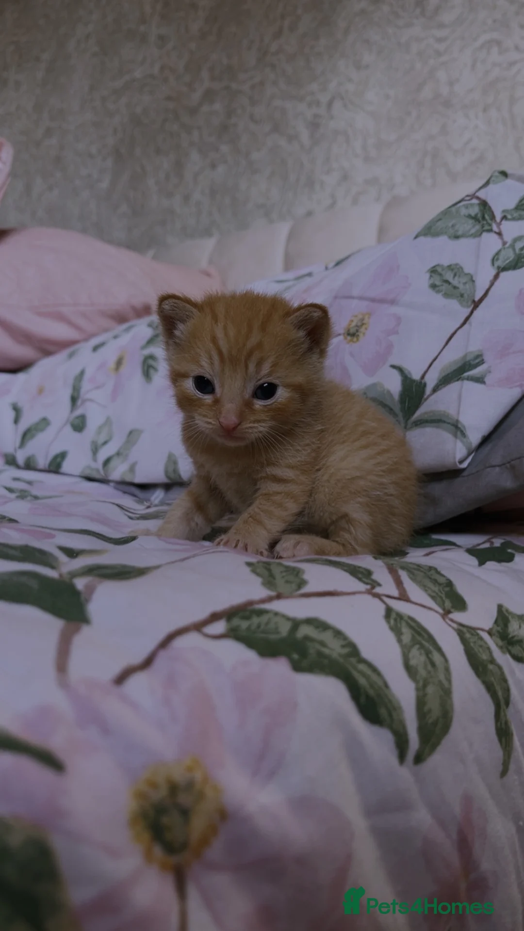 Mixed Breed cats for sale: Gorgeous 3 week old kittens.  - Advert 5