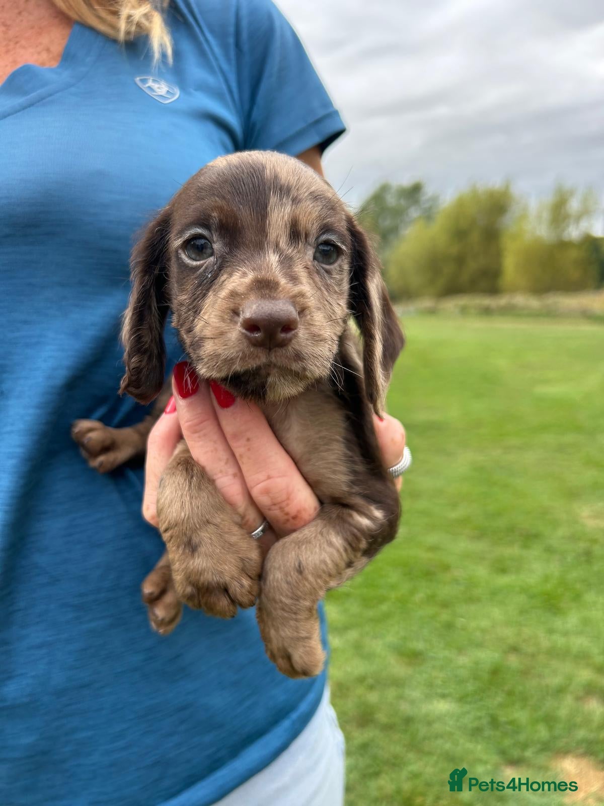 Cocker Spaniel dogs BEAUTIFUL COCKER SPANIEL PUPS FOR SALE - Advert 1