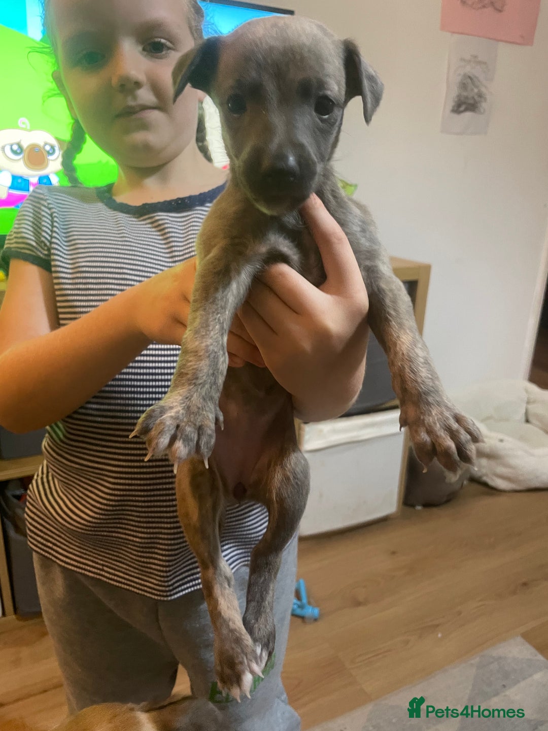 Whippet dogs for sale: Adorable home bred KC whippets - Image 32