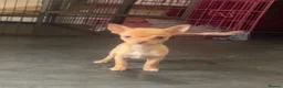 Chihuahua dogs for sale: Last chihuahua puppy REDUCED  - Advert 6