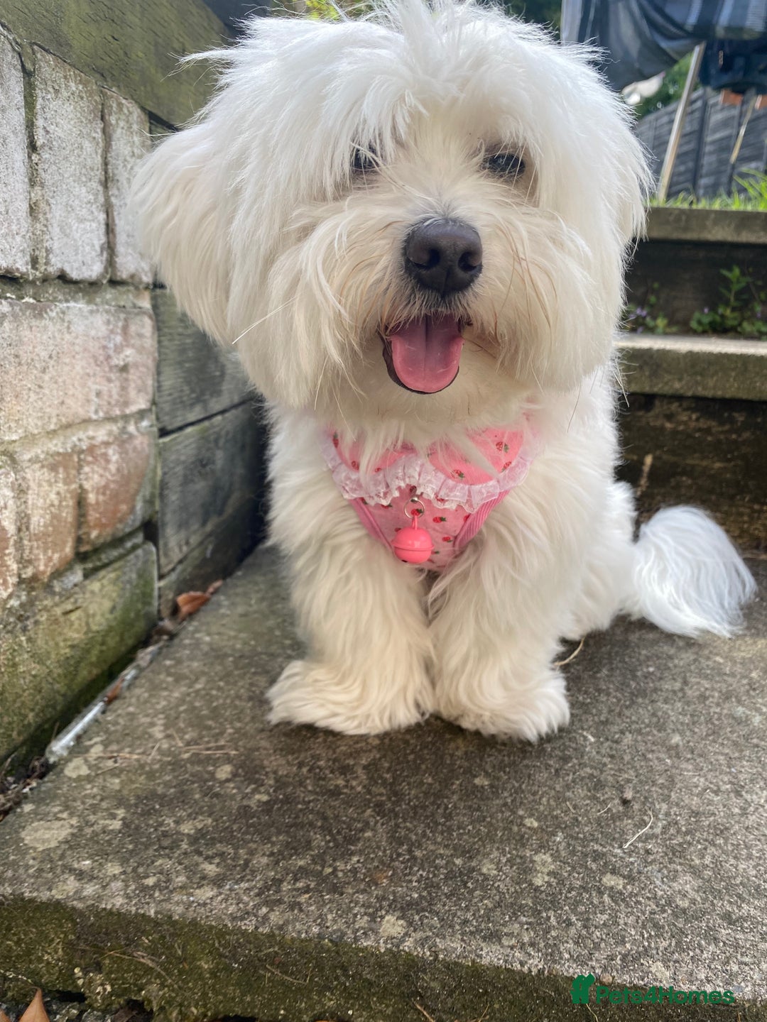 Mixed Breed dogs for sale: Female Maltipoo X Bichon Frise 2 years Old  - Advert 7