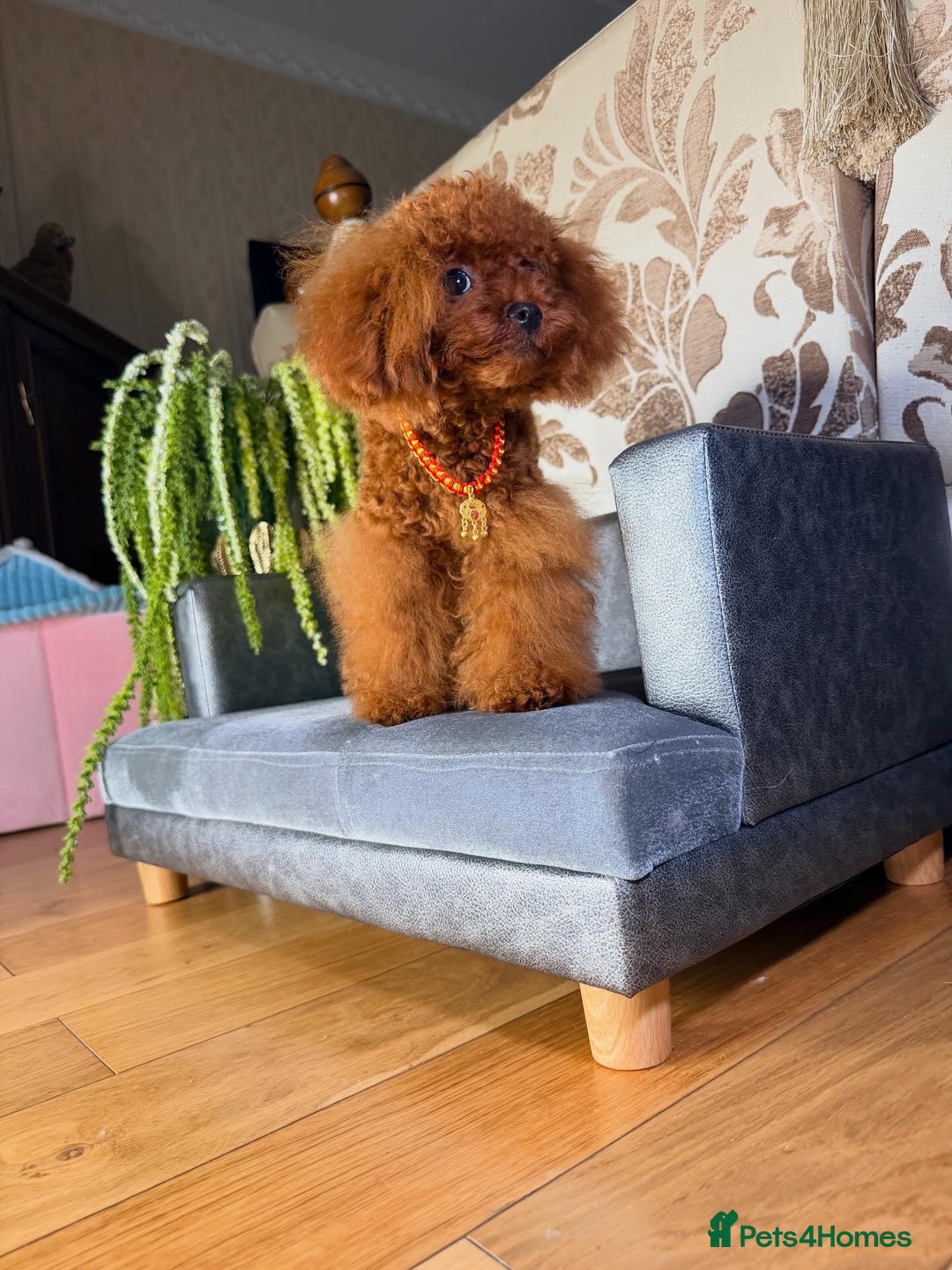 Toy Poodle dogs for sale: Asian micro poodle Boy - Image 6