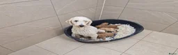 Labradoodle dogs for sale: 🐾 Beautiful Red Labradoodle Puppies – 5 Boys  🐾 - Advert 2
