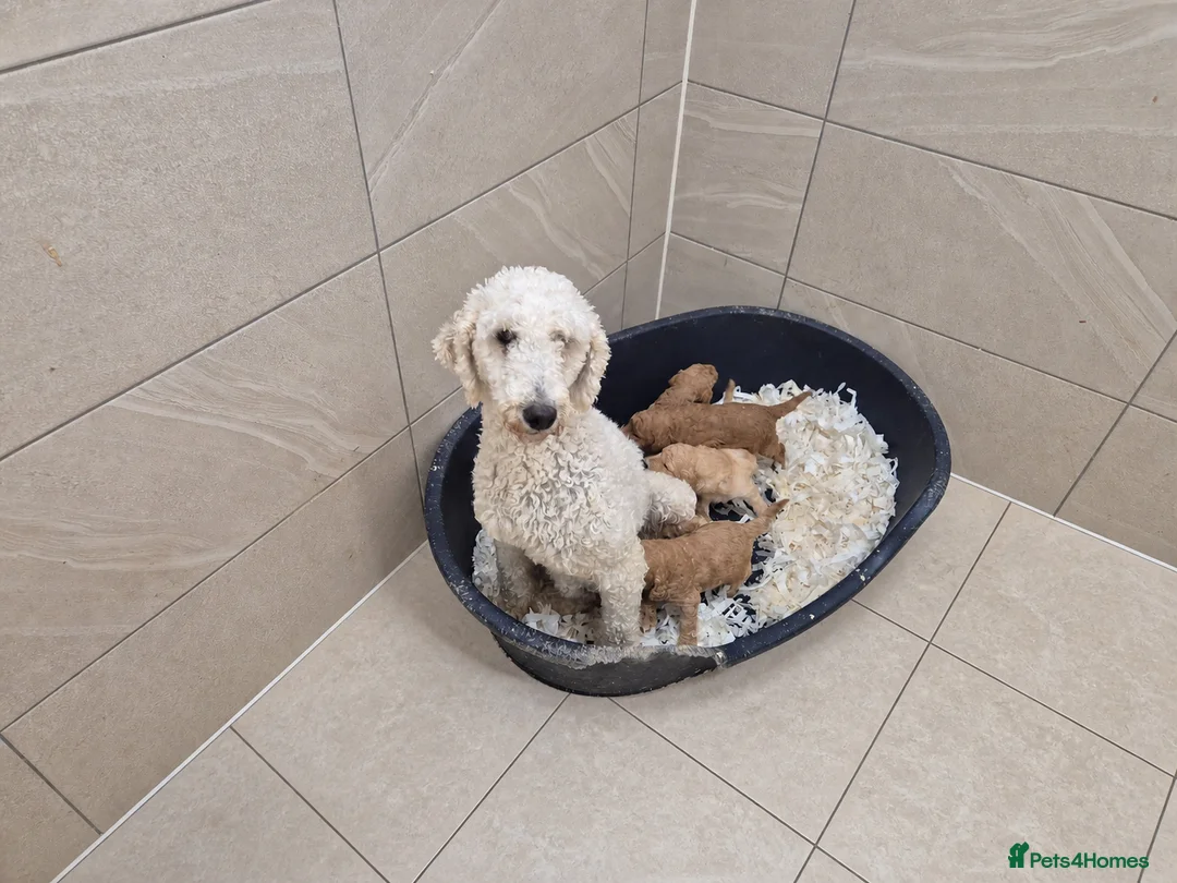 Labradoodle dogs for sale: 🐾 Beautiful Red Labradoodle Puppies – 5 Boys  🐾 - Advert 2