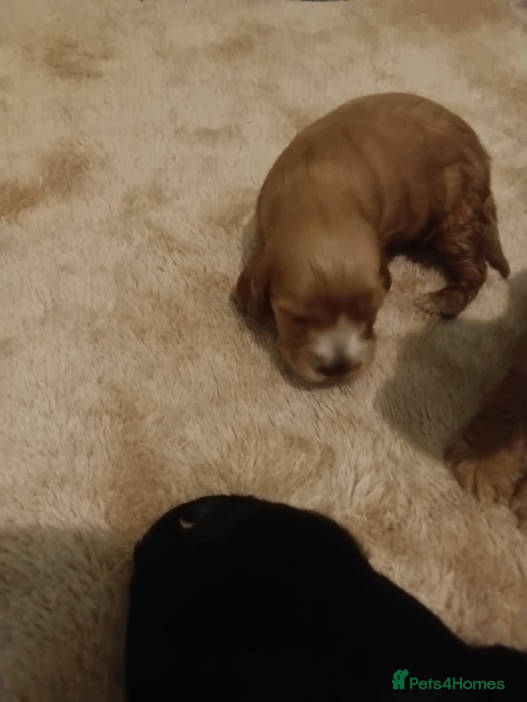 Cocker Spaniel dogs for sale: Show cocker spaniel  - Image 12