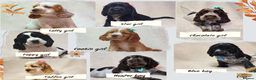 Cocker Spaniel dogs for sale: Show type unique markings cocker spaniel puppies  - Advert 2