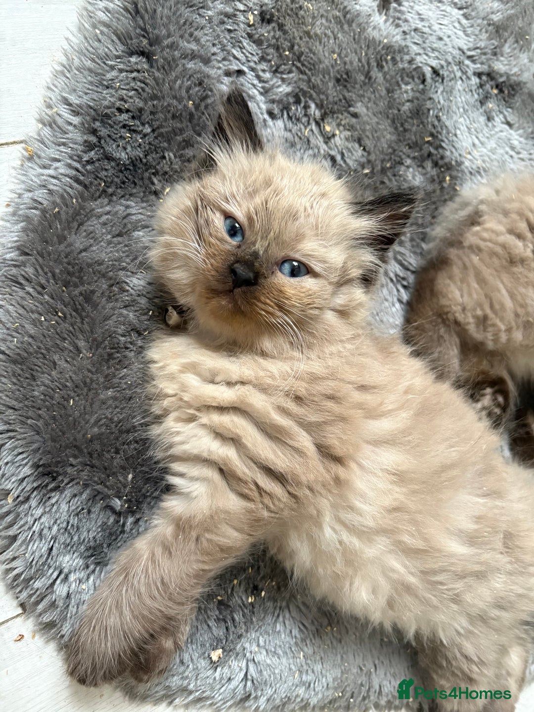 Ragdoll cats for sale: Beautiful fluffy seal point ragdolls *Ready now* - Image 28