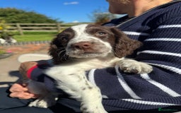 English Springer Spaniel dogs for sale: Liver & White English Springer Spaniel Puppies - Image 1