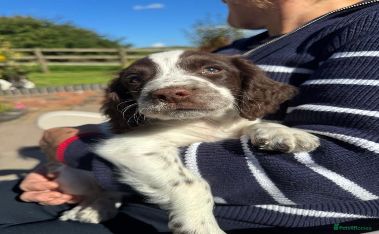 English Springer Spaniel dogs - Advert 2