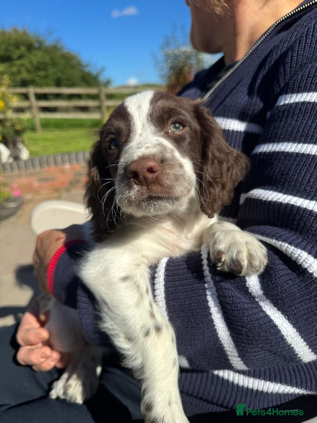 English Springer Spaniel dogs for sale: Liver & White English Springer Spaniel Puppies - Image 1