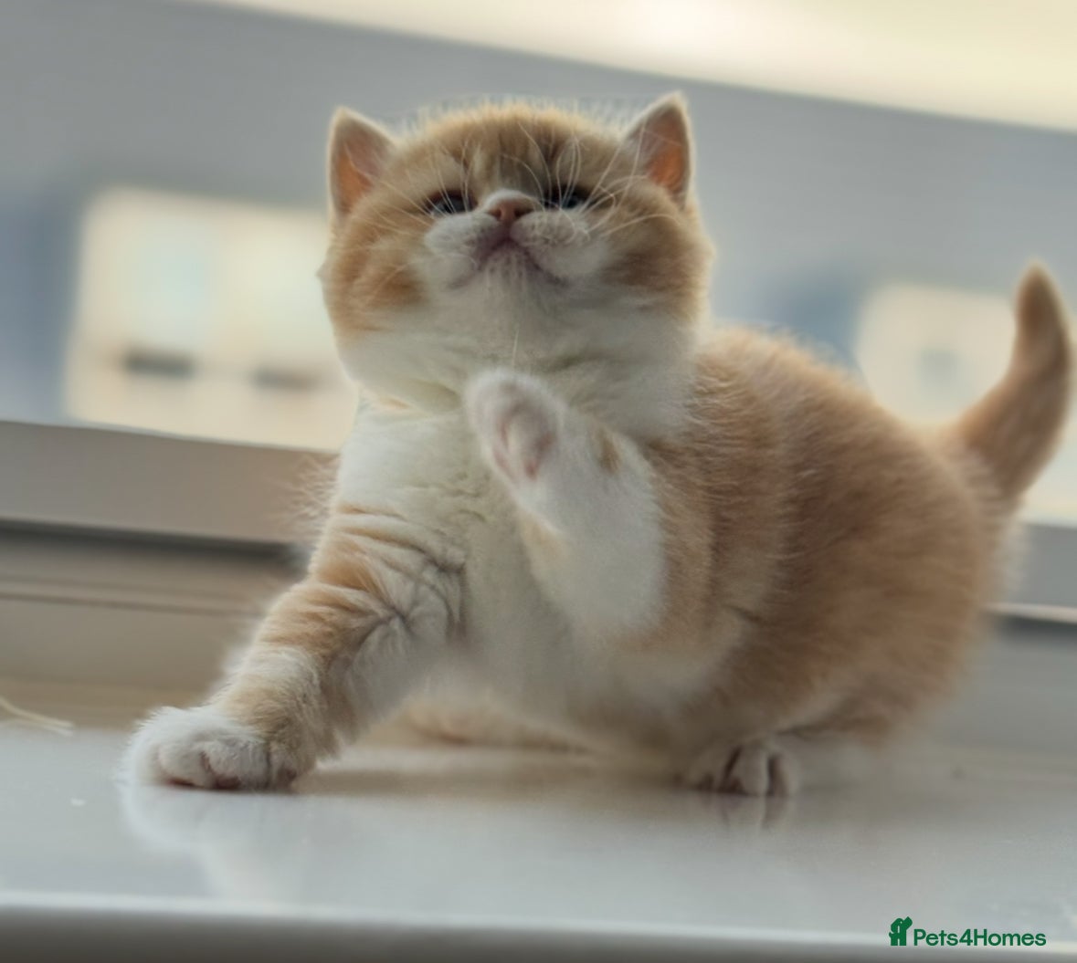 British Shorthair cats Two stunning male kittens TICA reg (September)  - Advert 2
