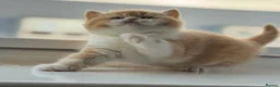 British Shorthair cats for sale: Two stunning male kittens TICA reg (September)  - Advert 2