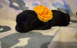 Labrador Retriever dogs for sale: KC Reg labrador puppies - Image 2