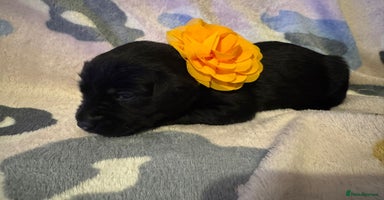 Labrador Retriever dogs - Advert 1