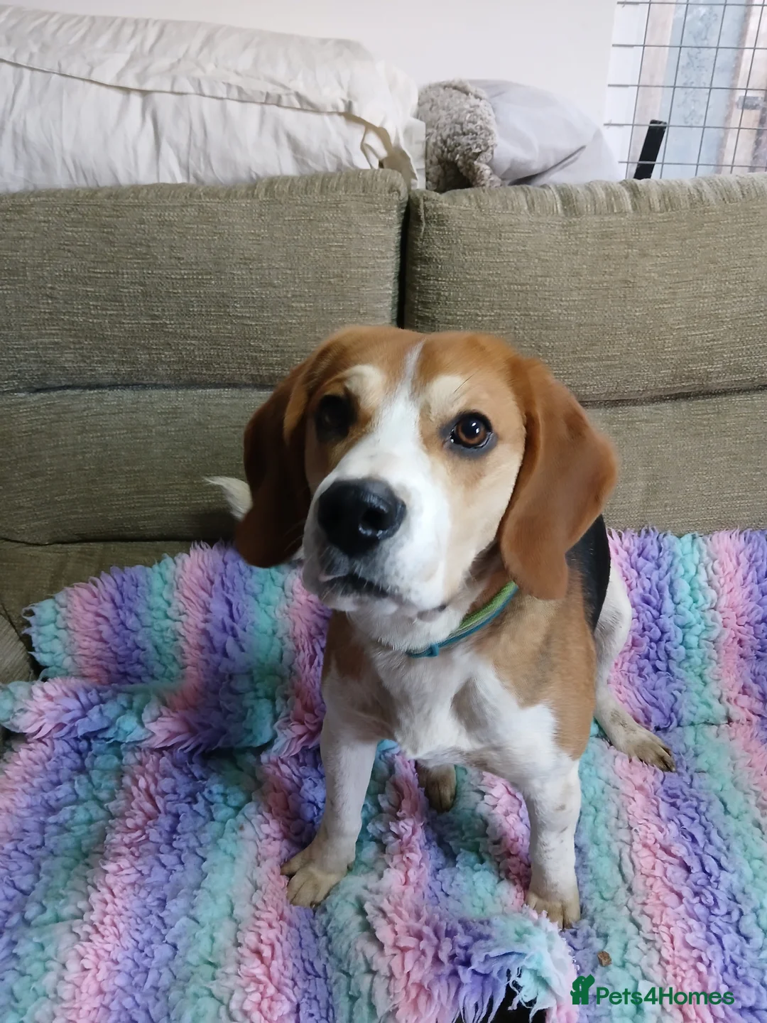 Beagle dogs for sale: Beagle Male looking for an active home - Advert 2