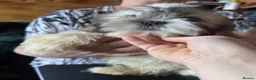 Shih Tzu dogs for sale: Shih Tzu puppy  - Advert 18