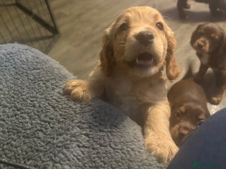 Cocker Spaniel dogs Stunning health tested kc reg puppies - Advert 1
