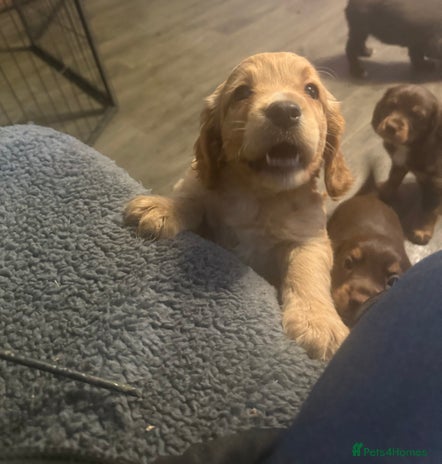 Cocker Spaniel dogs Stunning health tested kc reg puppies - Advert 5