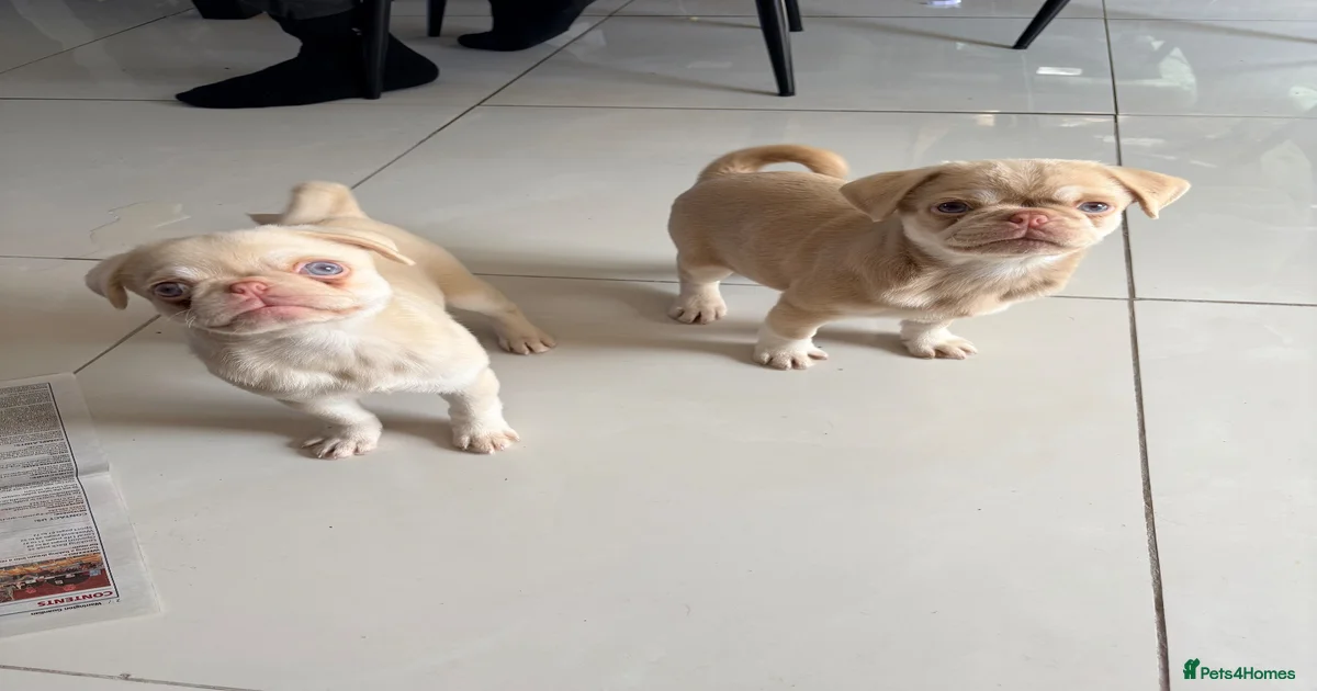 Pug puppies Puppies for sale | Pets4Homes