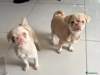 Pug dogs Two pink pug females 💖 - Advert 1