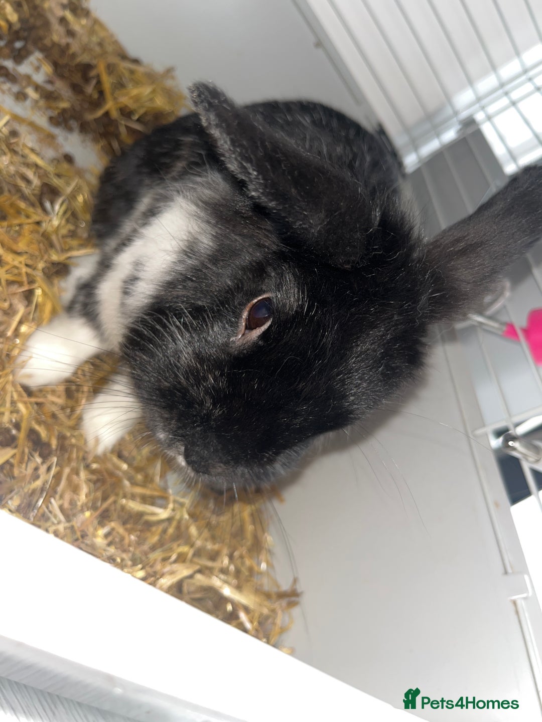 Lionhead rabbits for sale: Lion head rabbit - Image 2