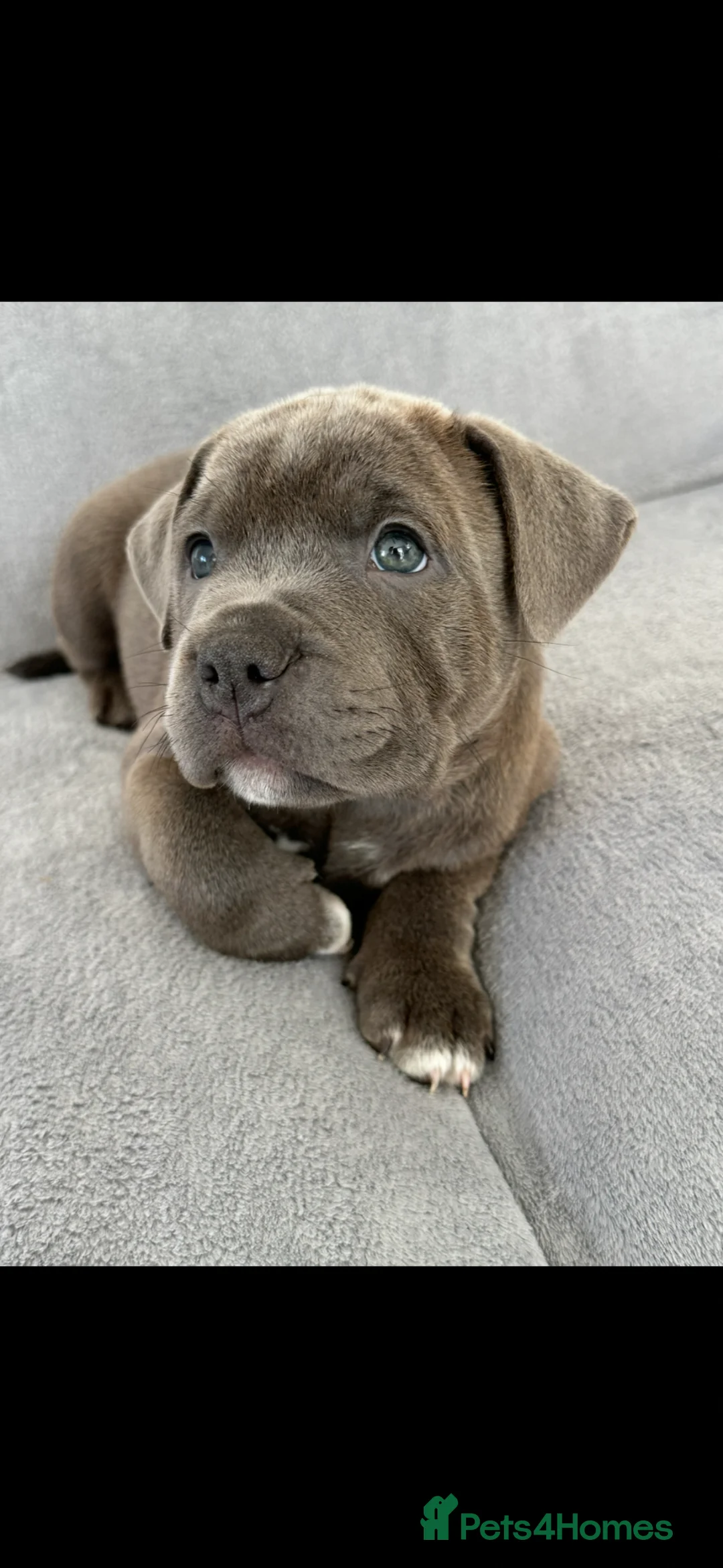 Staffordshire Bull Terrier dogs for sale: Staffordshire bull terrier  - Advert 1