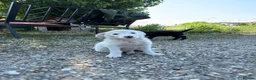 Mixed Breed dogs for adoption: ARNY - a Sweet Little Boy for a Loving Home - Advert 10