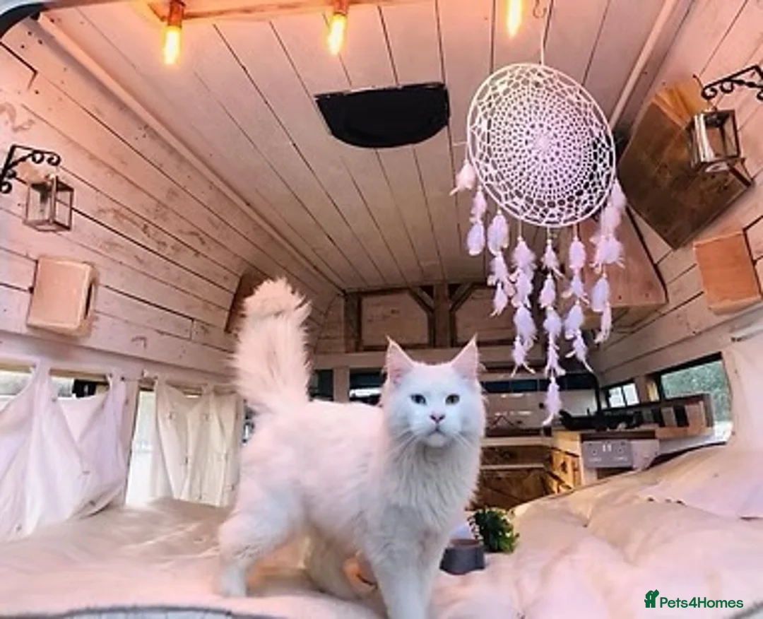 Maine Coon cats for sale: RARE Maine coon kittens  - Advert 5