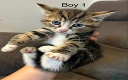 British Shorthair cats for sale: Stunning kittens available  - Image 18