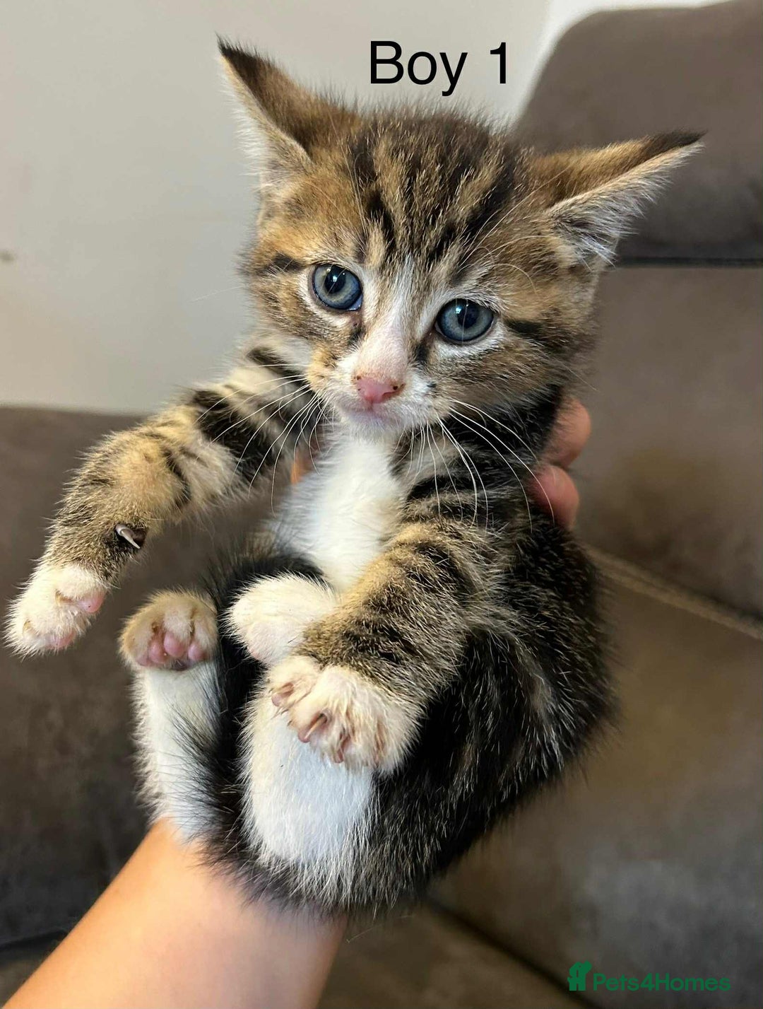 British Shorthair cats for sale: Stunning kittens available  - Image 18