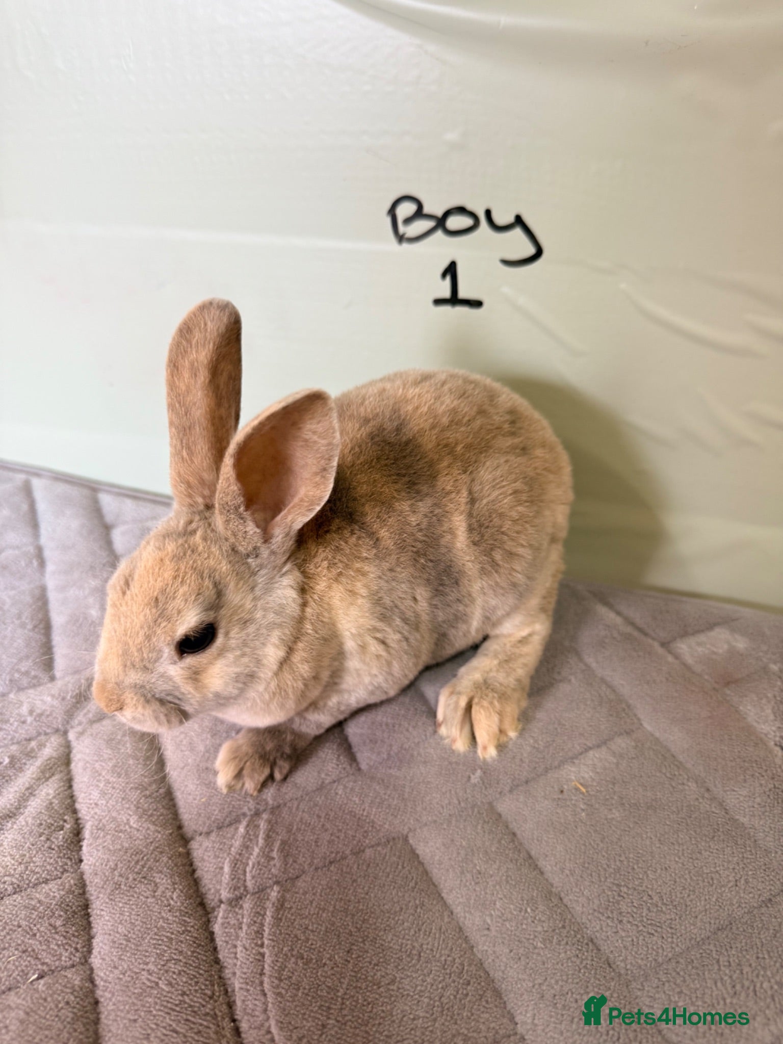 Rex rabbits mini Rex’s  - Advert 8