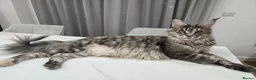 Maine Coon cats for sale: Gorgeous maine coon cat - Advert 2