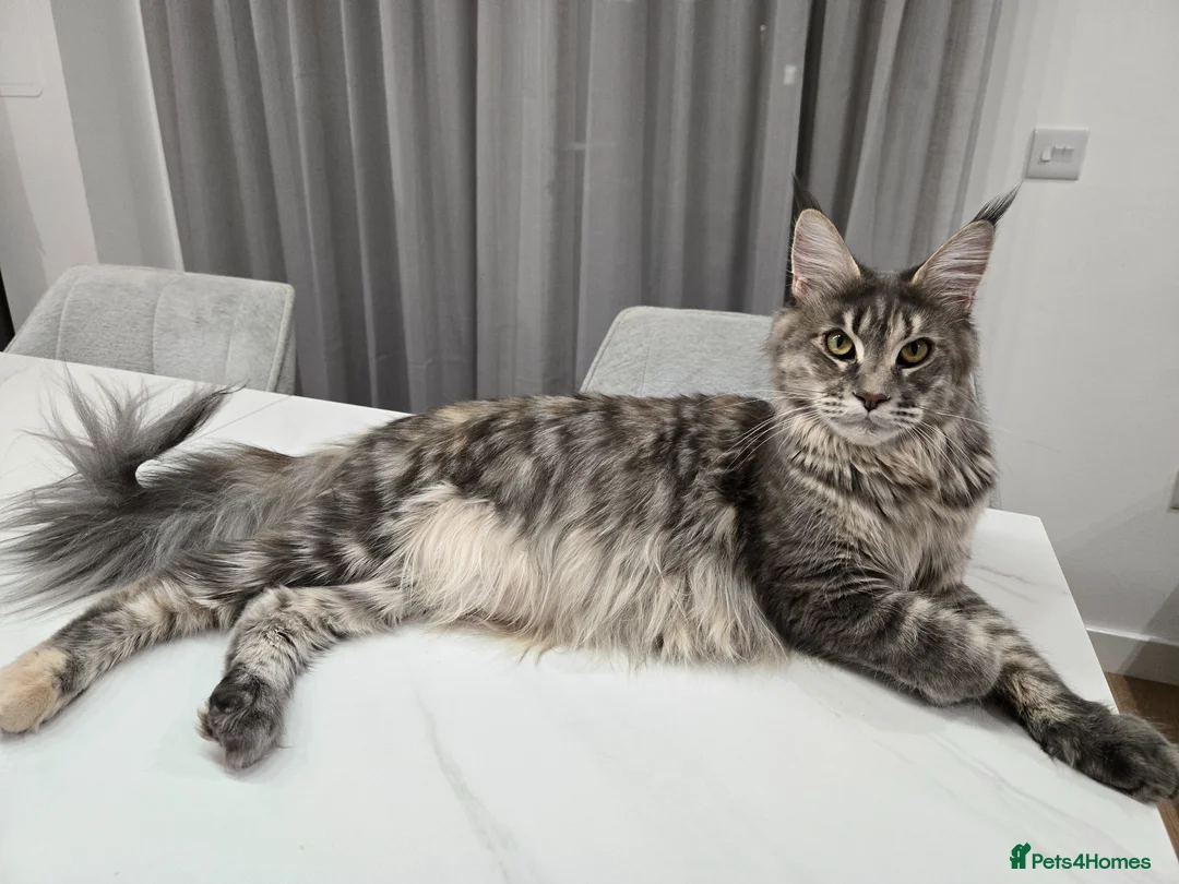 Maine Coon cats for sale: Gorgeous maine coon cat - Advert 2