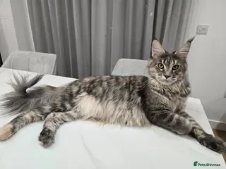 Maine Coon cats Gorgeous maine coon cat - Advert 8