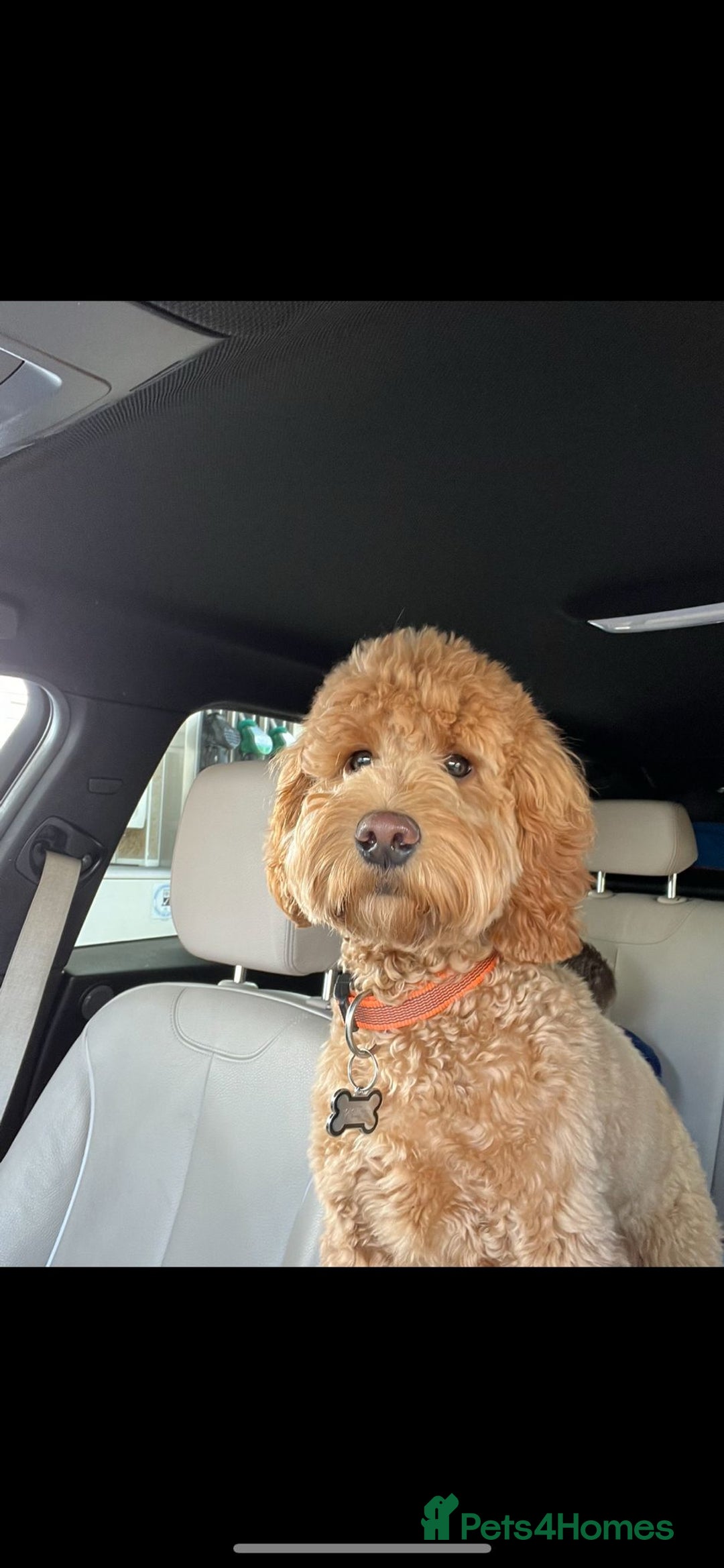 Cockapoo dogs for sale: Cockapoo F1 - Advert 13