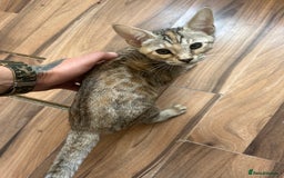 Mixed Breed cats for sale: Crossed BENGALS  - Image 13