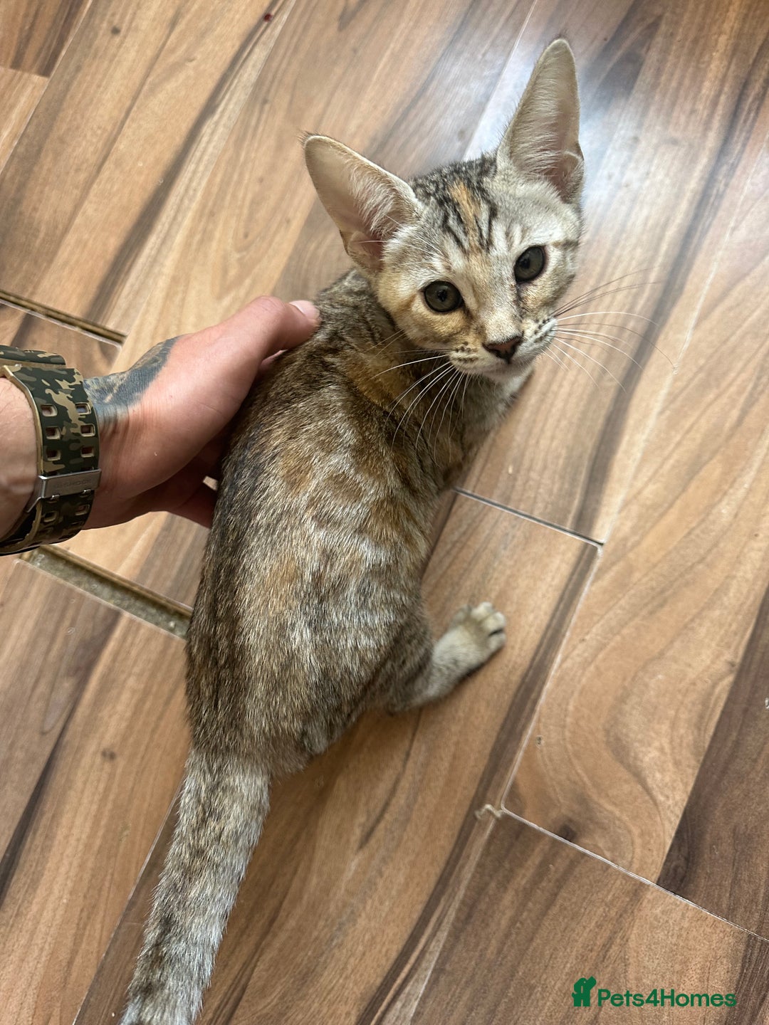 Mixed Breed cats for sale: Crossed BENGALS  - Image 13