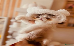 Persian cats for sale: Persian kittens ready now  - Image 16