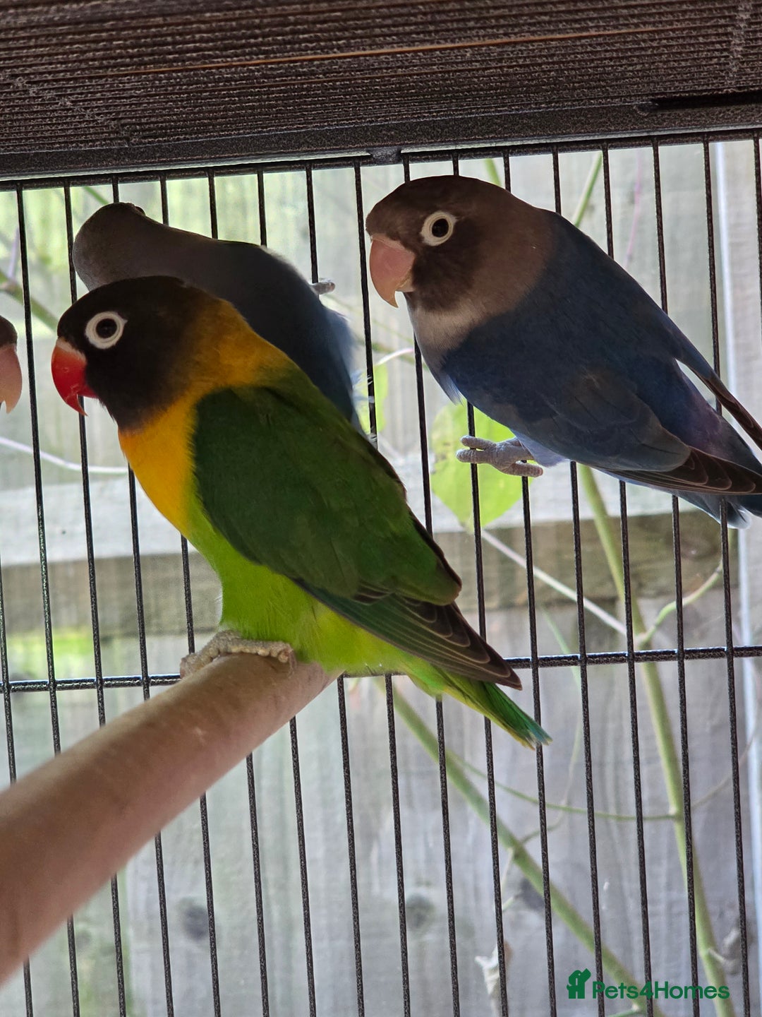 Lovebirds birds for sale: Blackmasked young lovebirds for sale - Advert 5